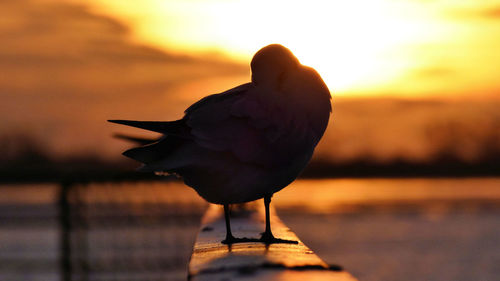 Close-up of bird at sunset