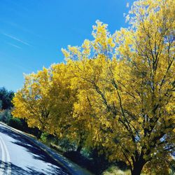 Yellow tree by road against sky