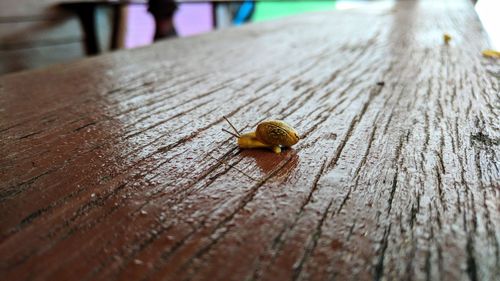 Close-up of snail on wood