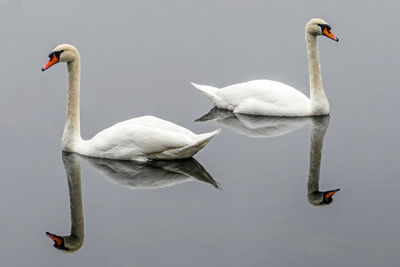 Close-up of swan swimming on lake against sky