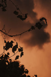 Low angle view of silhouette tree against orange sky