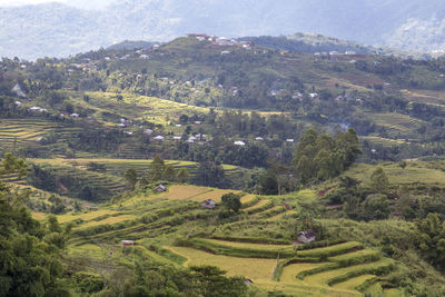 High angle view of agricultural field