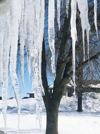 Icicles on tree trunk during winter