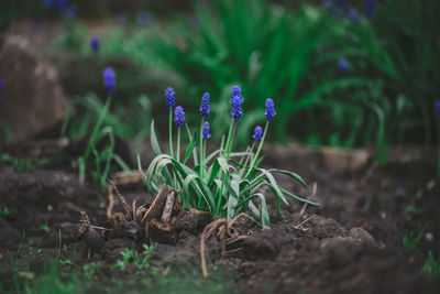 Blue flower muscari flower or a mouse hyacinth, close up