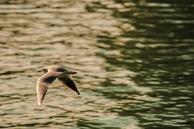 Bird flying over lake