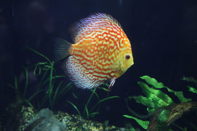 Close-up of fish swimming in sea