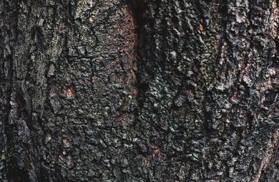 Full frame shot of tree trunk
