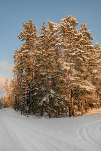 Trees on snow covered field against sky