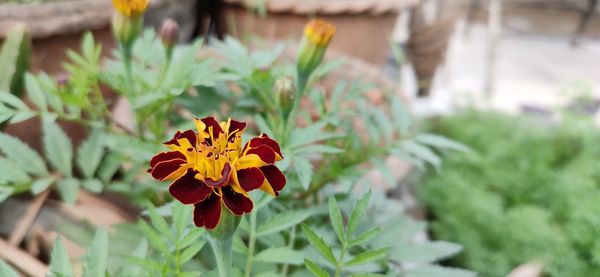 Close-up of orange french marigold single flower