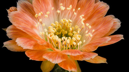 Close-up of orange flower against black background