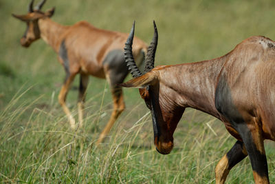 Close up of two topi antelope in a grassy field in the masai mara in kenya