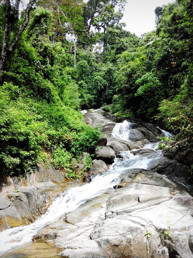 tree, forest, water, tranquility, tranquil scene, beauty in nature, scenics, nature, stream, growth, green color, rock - object, flowing water, river, lush foliage, flowing, non-urban scene, idyllic, plant, day