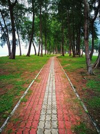 Footpath amidst trees in park