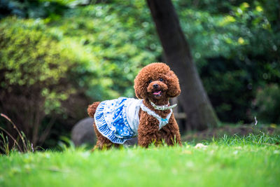 View of dog on field