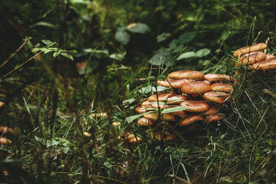 Close-up of mushrooms growing on field