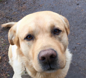 Close-up portrait of dog