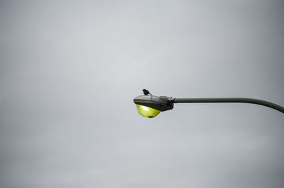 Low angle view of bird on street light