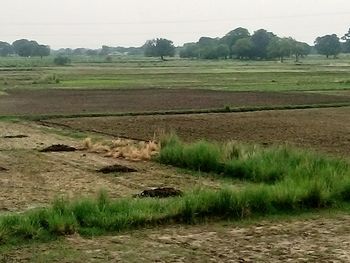 Scenic view of field against sky