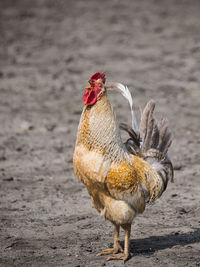 A rooster with an open beak heralds a new day