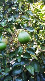 Close-up of leaves growing on tree