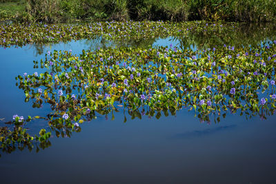 Scenic view of water lily on lake