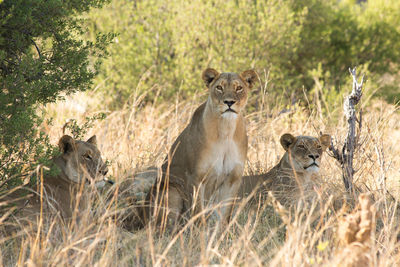 Portrait of two lionesses hiding in a bush 