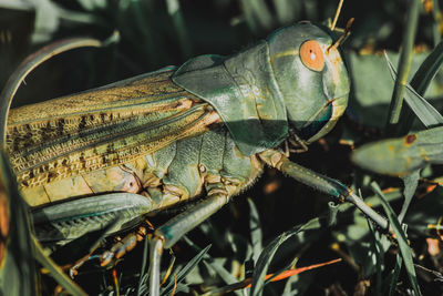 Close-up of insect on leaf