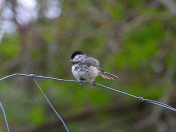 Close-up of bird perching on fence