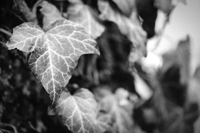 Close-up of leaves