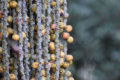 Close-up of berries growing on tree