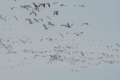 Low angle view of birds flying in the sky