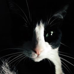 Close-up portrait of cat against black background