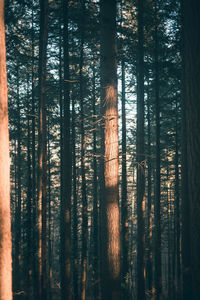 Scenic view of coniferous trees in a dense forest enlightened by the morning sun