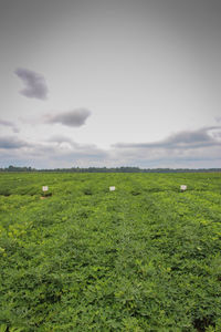 Horses grazing on grassy field against cloudy sky