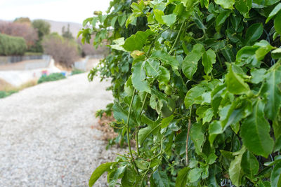 Close-up of fresh green plants in city