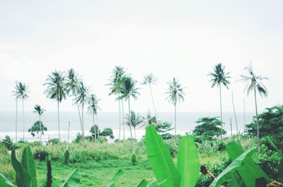 Palm trees on beach