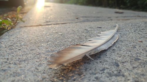 Close-up of feather falling on footpath