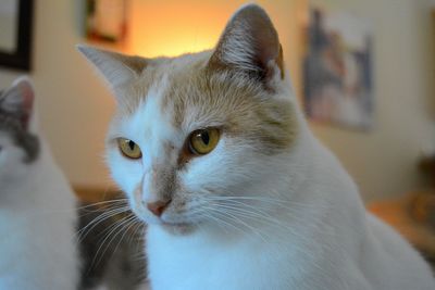 Close-up portrait of cat