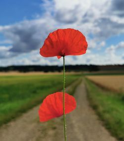 Red poppy flower on field against sky