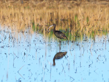 View of birds in lake