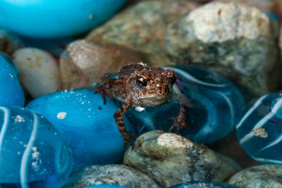 Close-up of crab on rock at sea shore