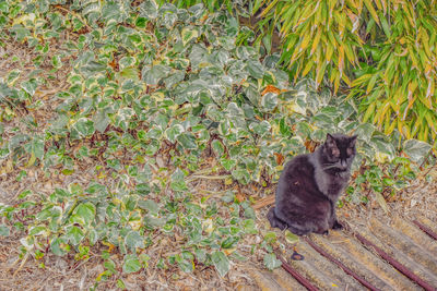 Cat sitting on plant