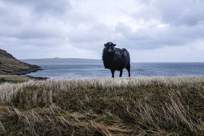 Pulled back view of black sheep on grass, streymoy, faroe islands