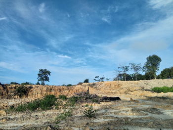 Plants on field against sky