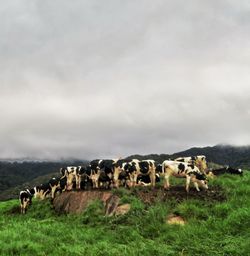 Horses in a field