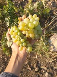 Close-up of hand holding fruit