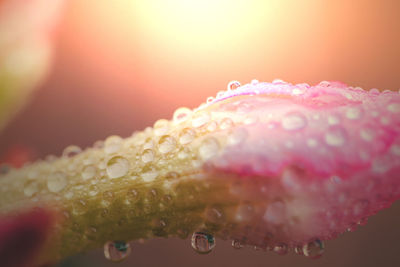 Close-up of wet pink flower