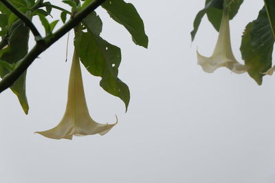 Close-up of leaves against white background