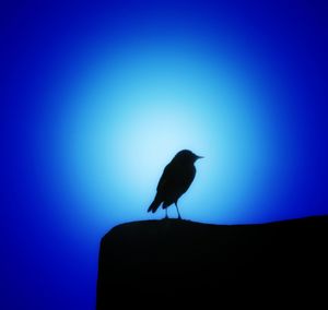 Low angle view of bird perching