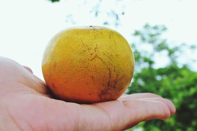 Close-up of hand holding apple